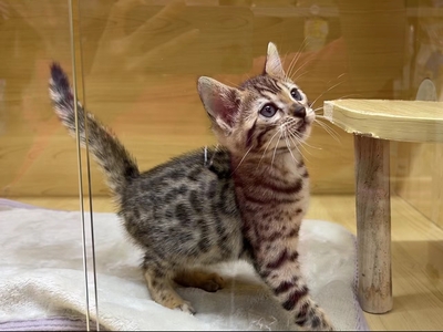 家族が決まりました