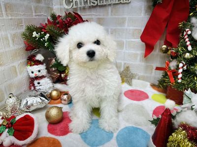 家族決りました!ビションフリーゼ