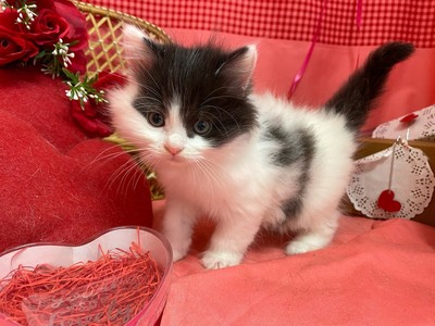 家族が決まりました。