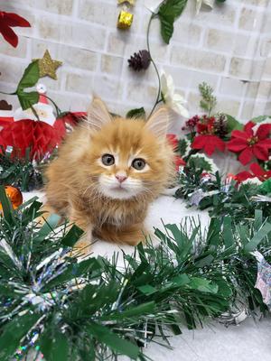 家族決まりました