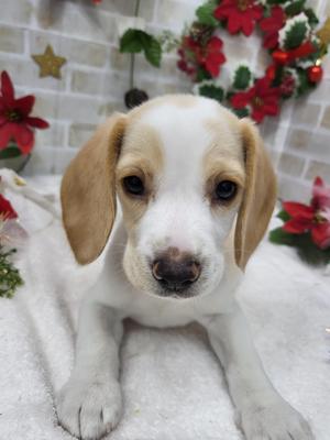 家族が決まりました　ビーグル