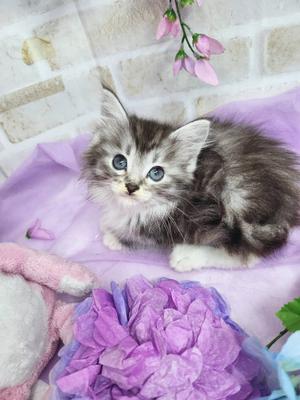 メインクーン &nbsp;ご家族決まりました。