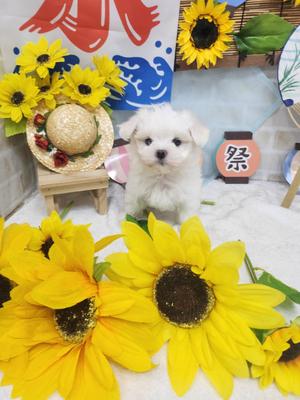 マルチーズ　ご家族決まりました。