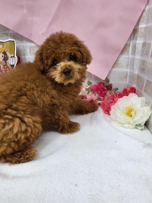 家族決まりました