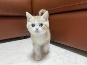 家族が決まりました