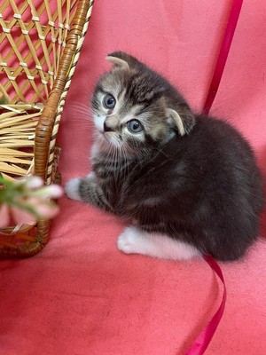 家族が決まりました