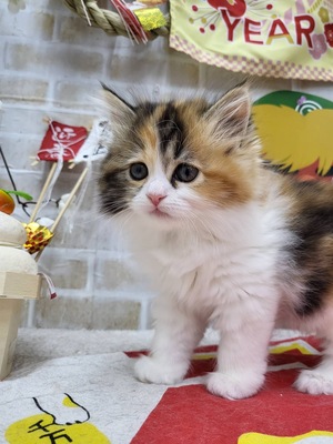 家族が決まりました