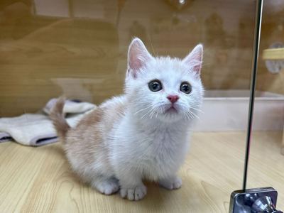 家族が決まりました