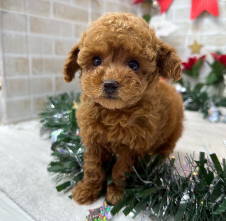 家族が決まりました