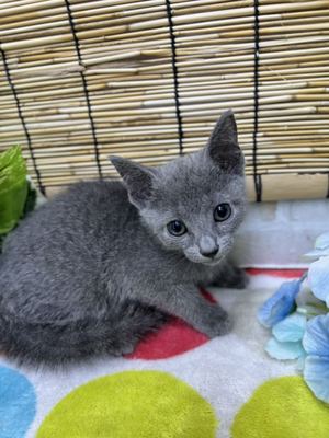 ロシアンブルー