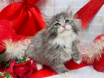 家族決りました!メインクーン