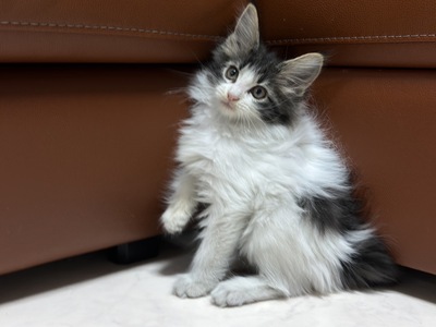 家族決まりました