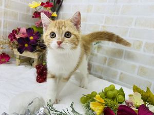 家族が決まりました