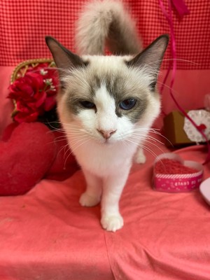 家族が決りました