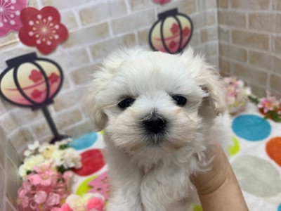 家族が決まりました