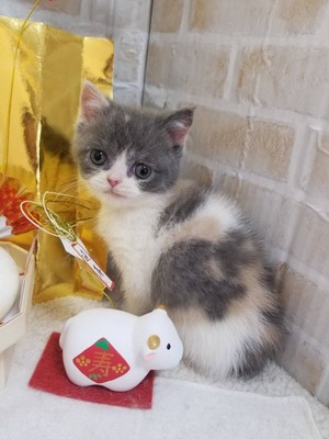 家族が決まりました。