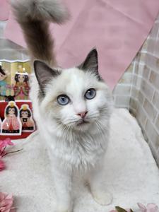家族決まりました