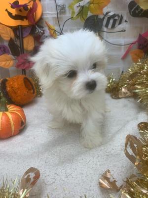 家族が決まりました