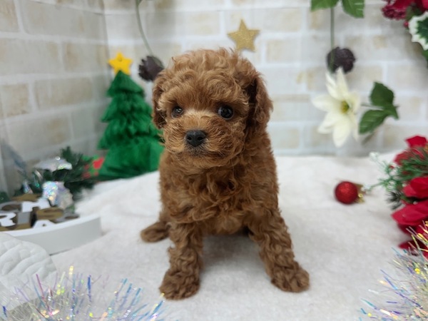 家族が決まりました