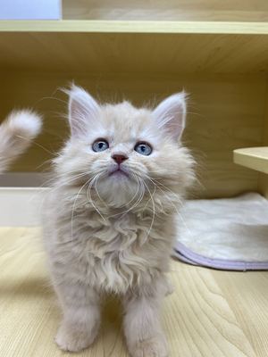 家族が決まりました