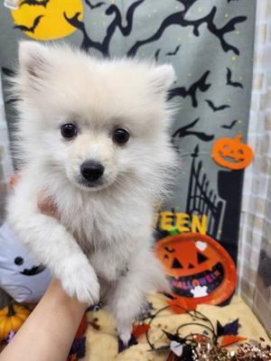 ご家族決まりました。ポメラニアン