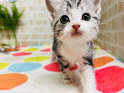 家族が決まりました