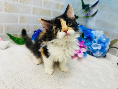 家族決まりました