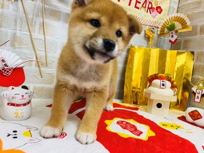 家族が決まりました。