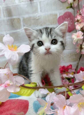 家族決りました！アメリカンショートヘアー