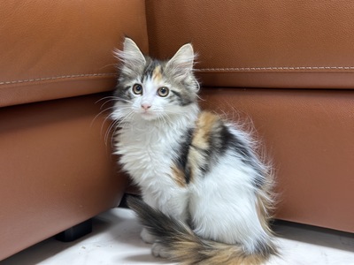 家族決まりました